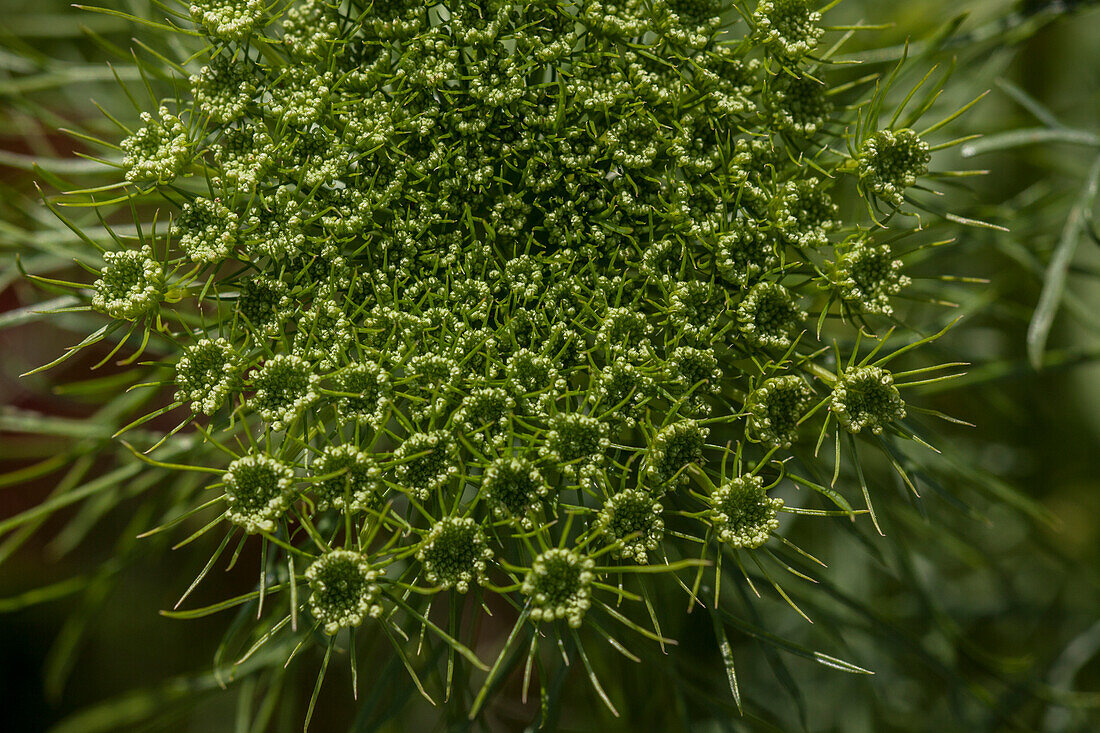 Anethum graveolens