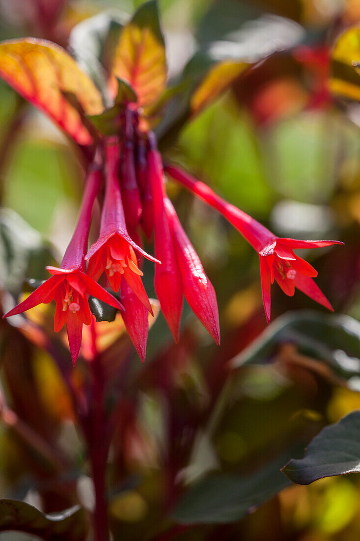 Fuchsia boliviana