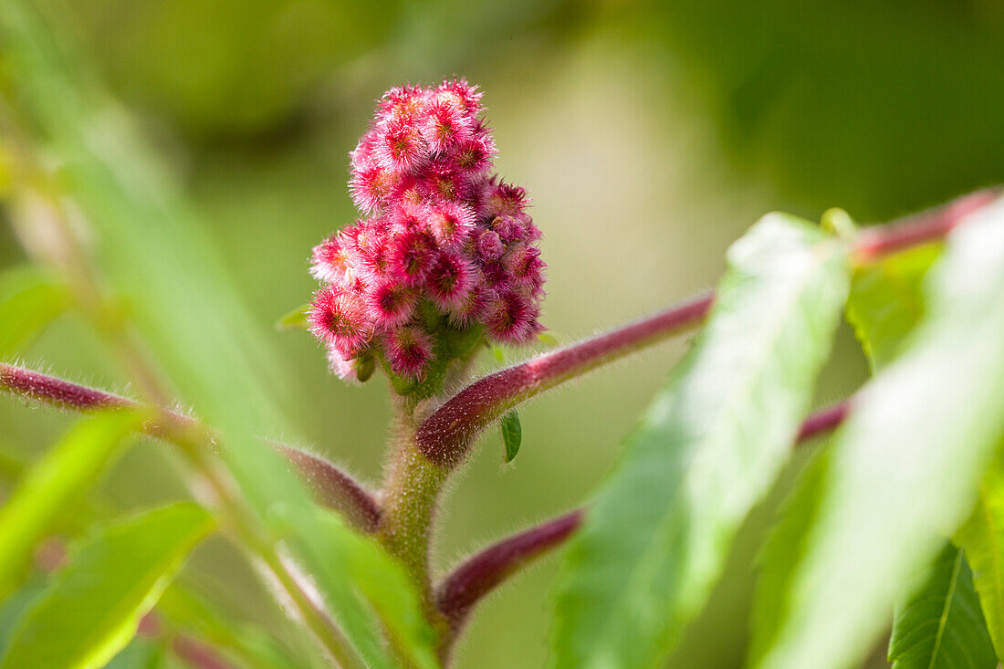 Rhus typhina