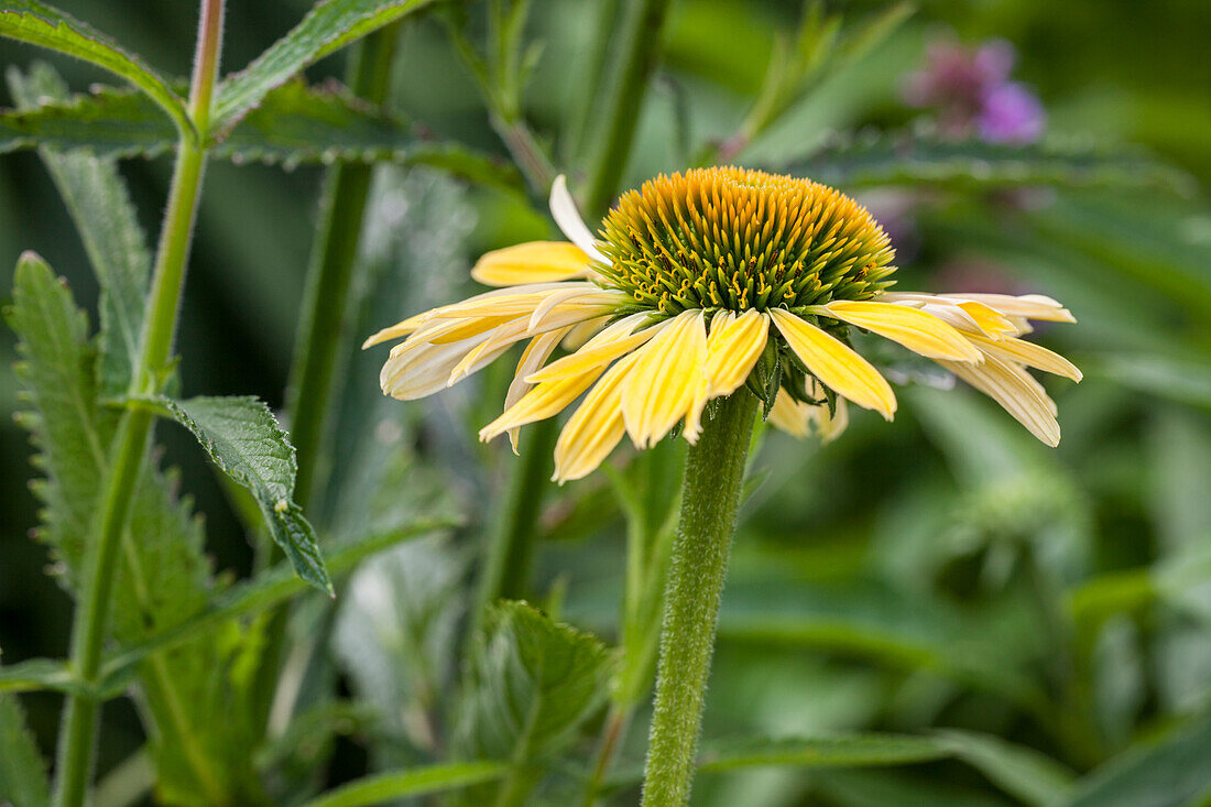 Echinacea purpurea, yellow