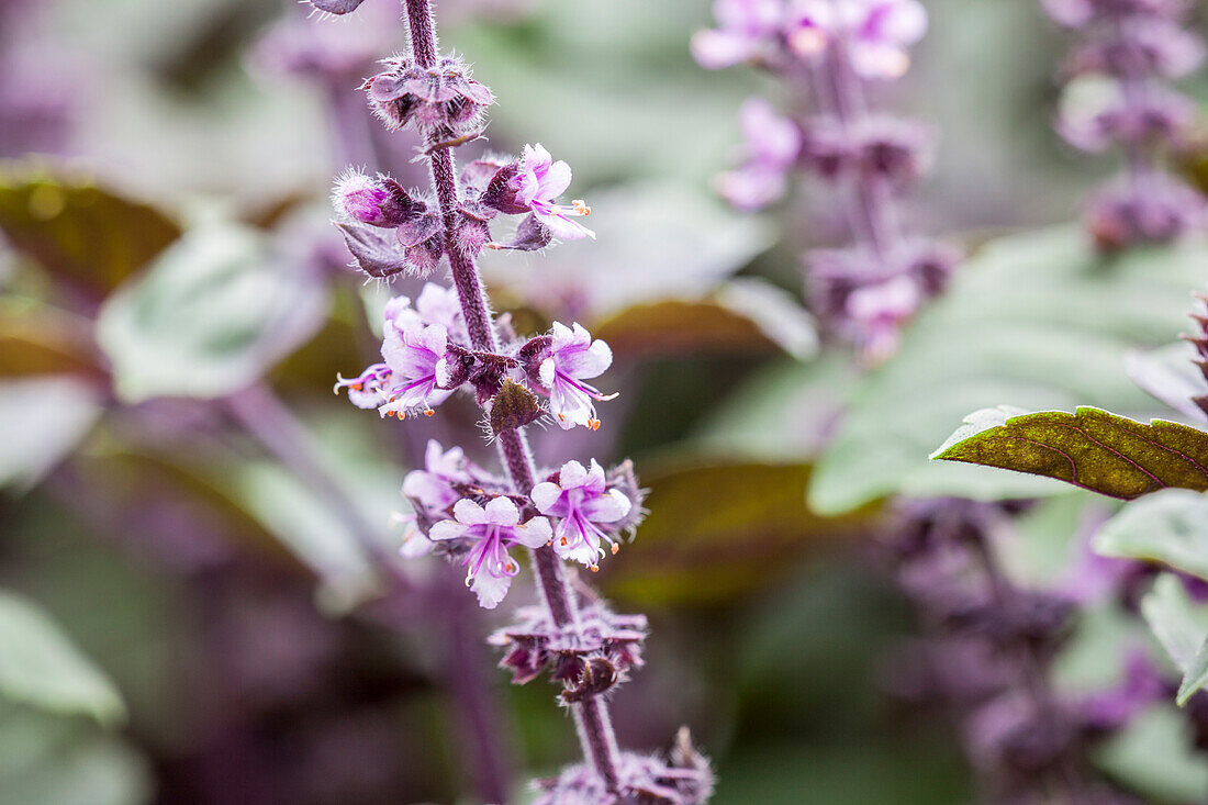 Ocimum basilicum