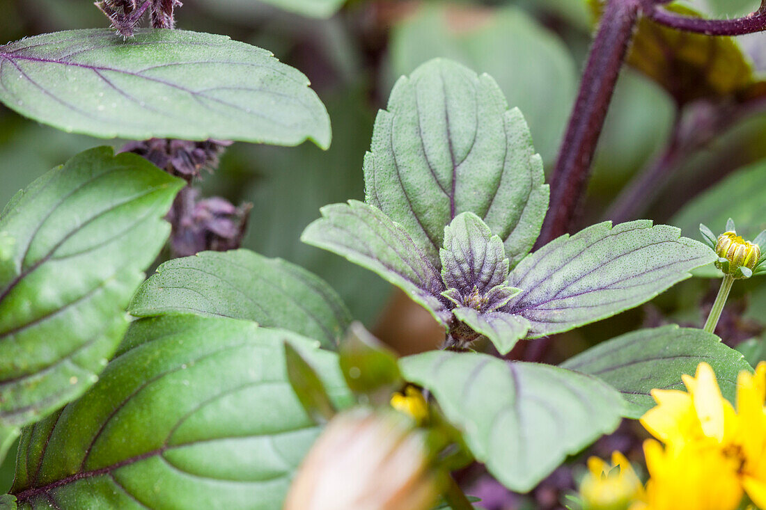 Ocimum basilicum