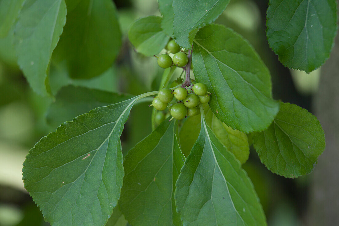 Celastrus orbiculatus