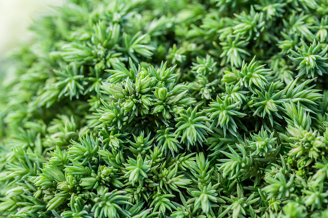 Cryptomeria japonica 'Tenzan'