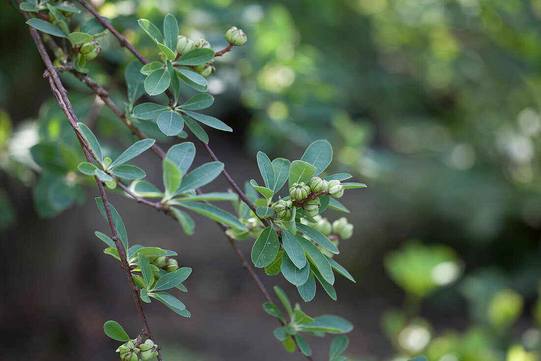 Exochorda x macrantha 'The Bride