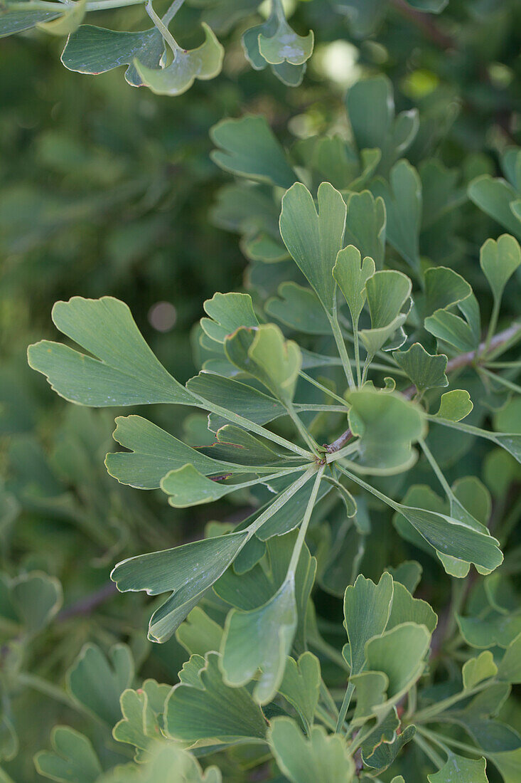 Ginkgo biloba 'Autumn Gold'