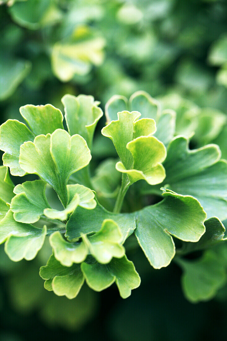 Ginkgo biloba 'Mariken'