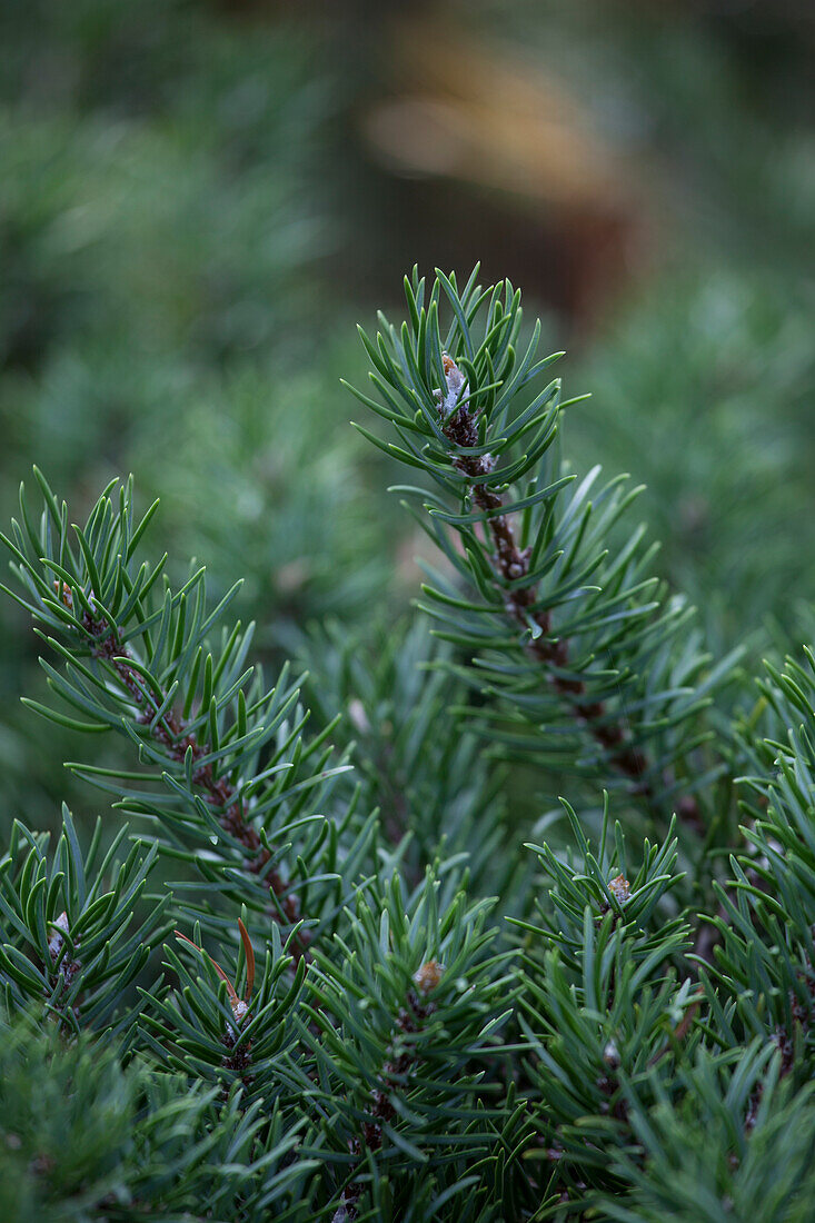 Pinus banksiana Tucker's Dwarf