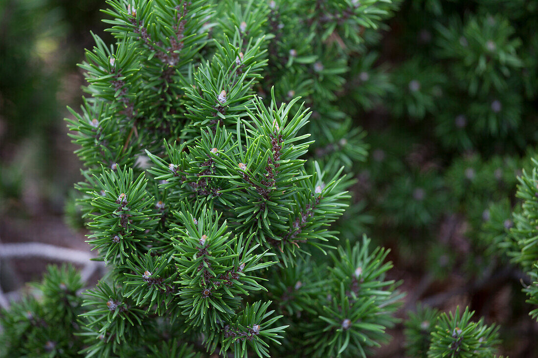 Pinus banksiana 'Winnipeg'
