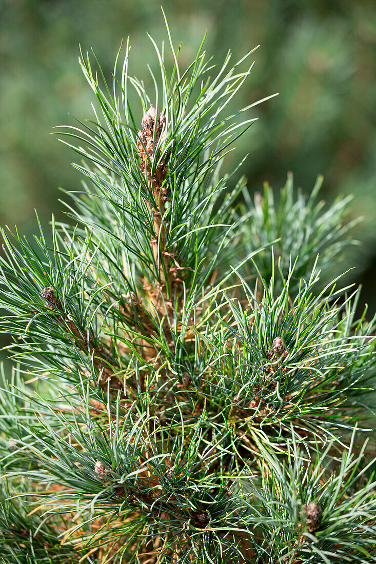 Pinus cembra 'Nana'