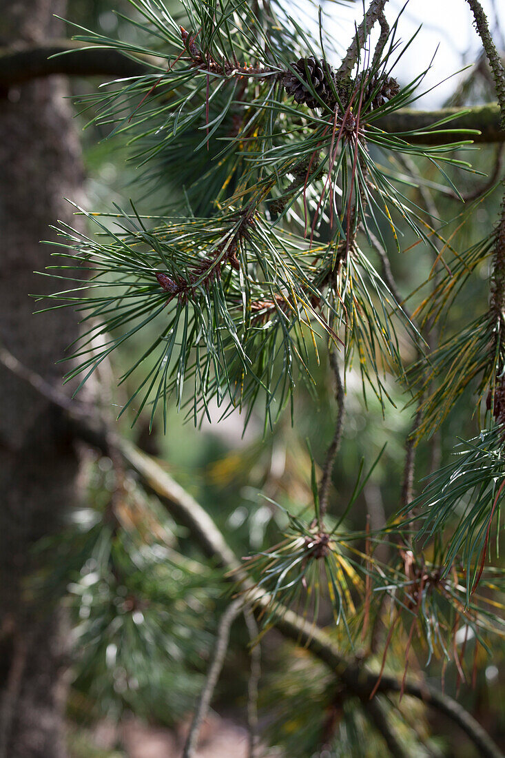 Pinus contorta 'Pendula'