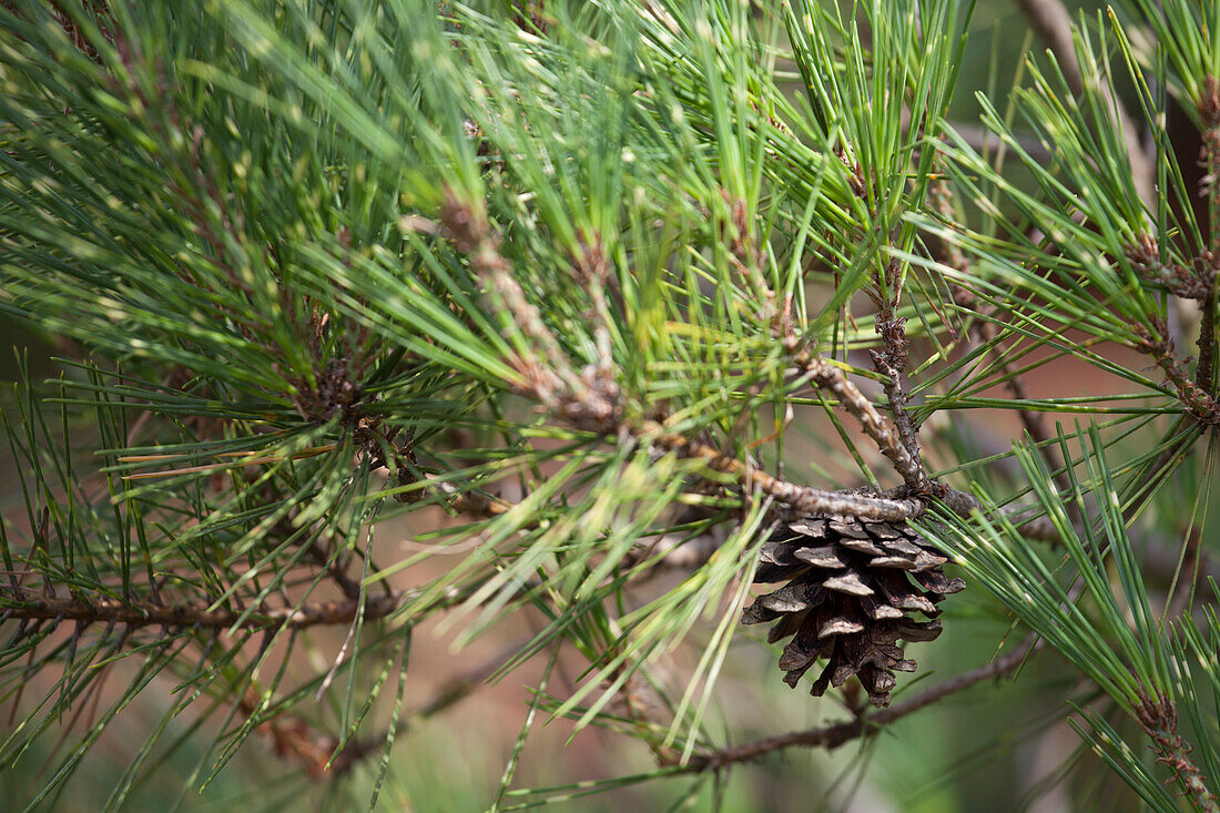 Pinus densiflora 'Oculus-Draconis'