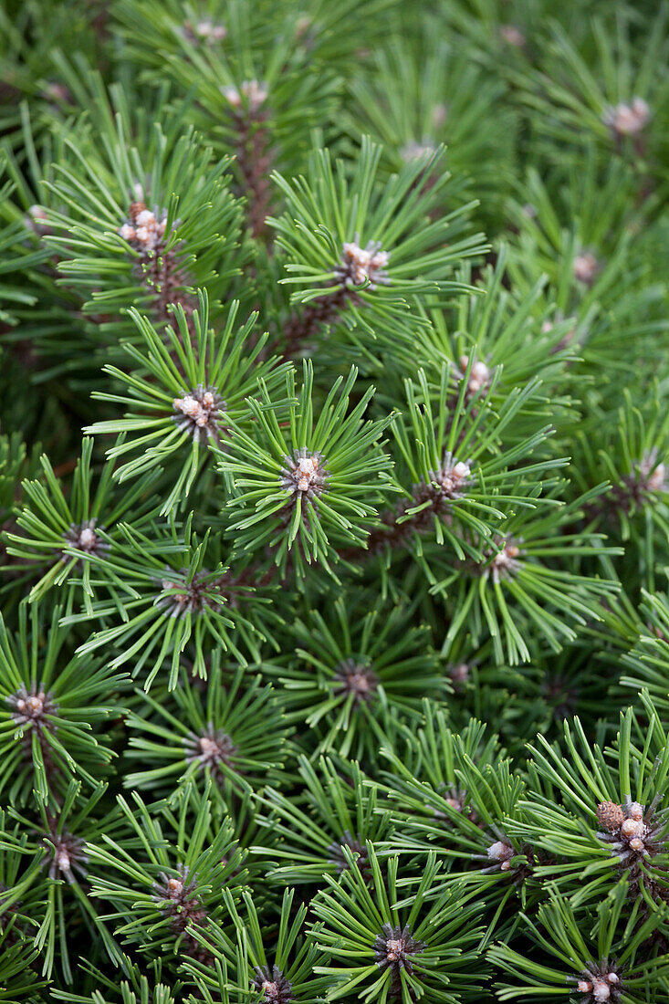 Pinus mugo 'Benjamin