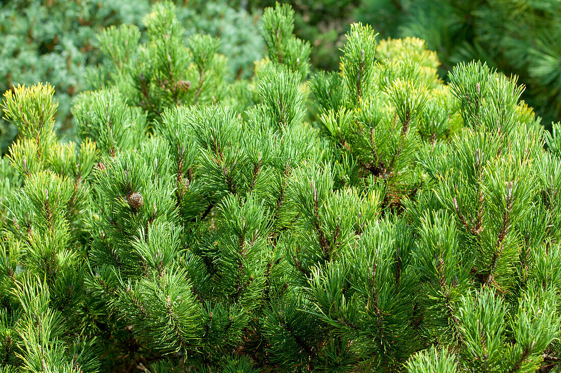 Pinus mugo 'Carsten's Wintergold'