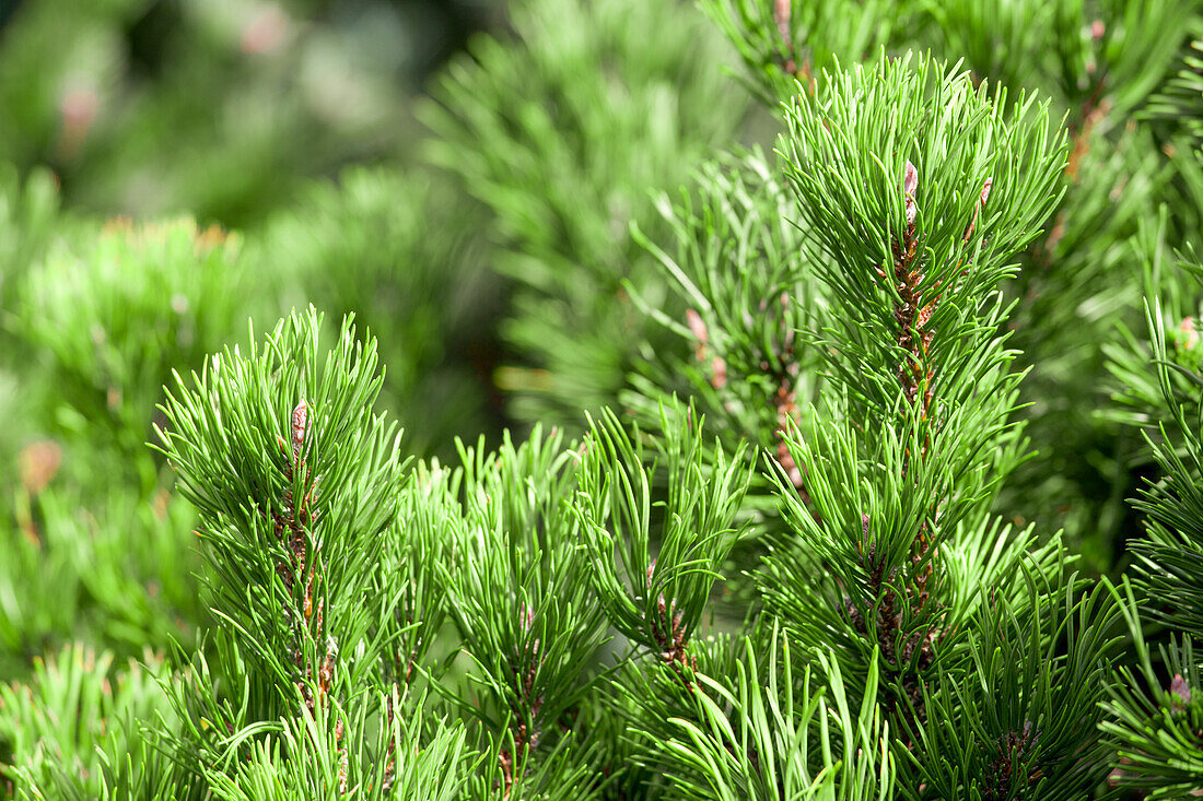 Pinus mugo 'Carsten's Wintergold'