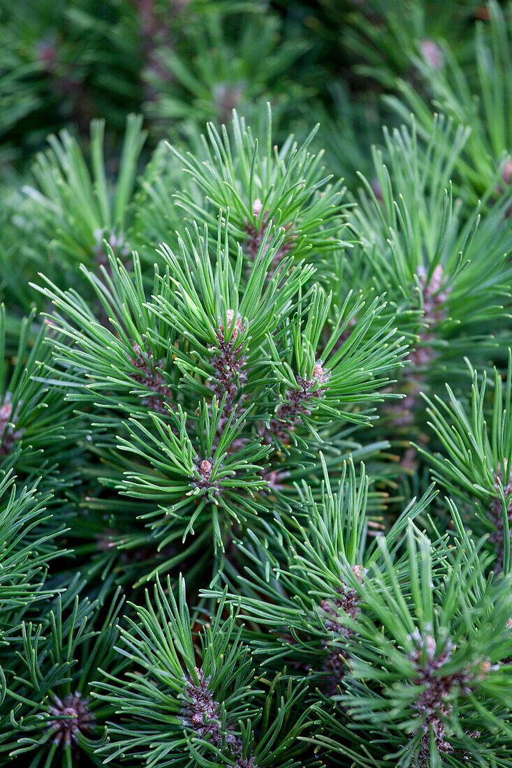 Pinus mugo 'Gnom Findling'