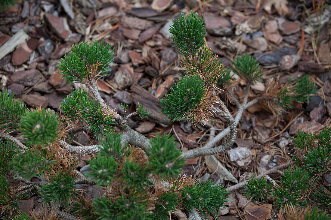 Pinus mugo 'Jakobsen'