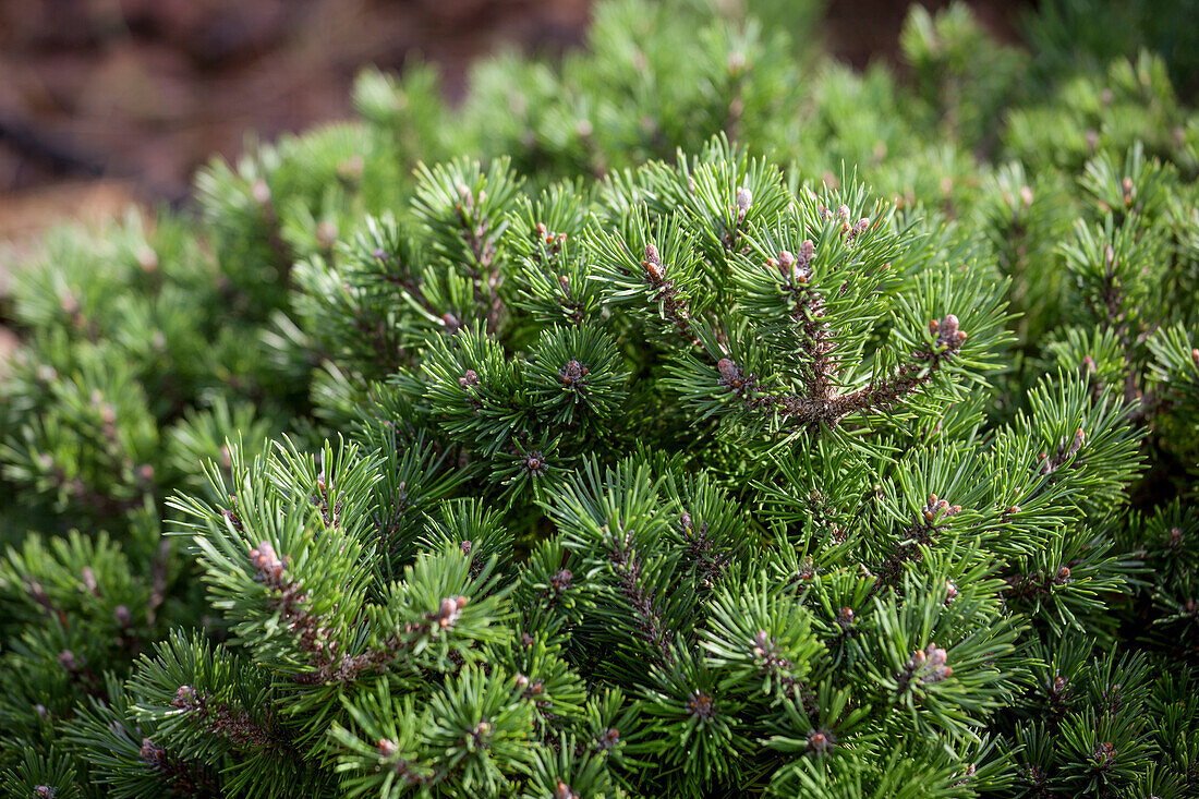 Pinus mugo 'Minimops'