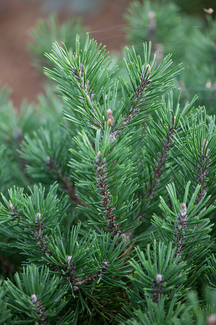 Pinus mugo 'Pug'