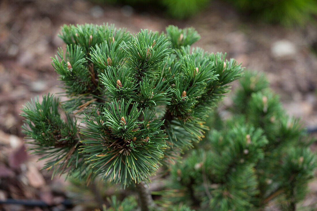 Pinus mugo 'Peterle'