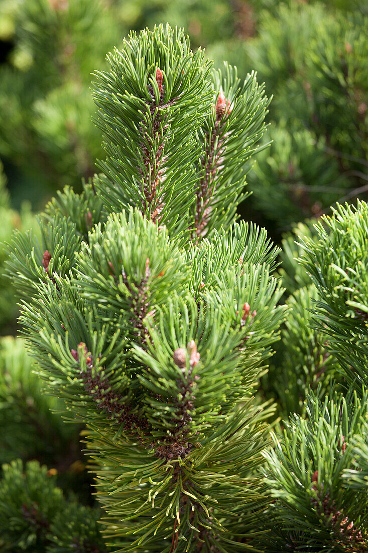 Pinus mugo 'Picobello'