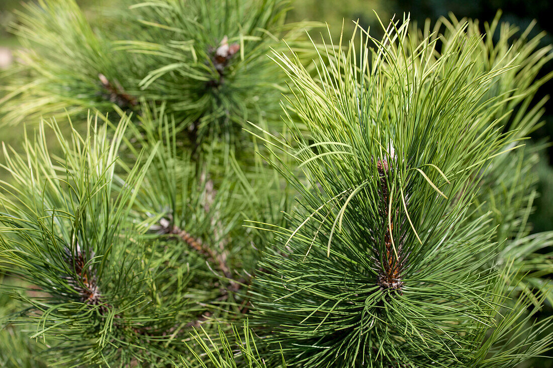 Pinus nigra 'Aurea'