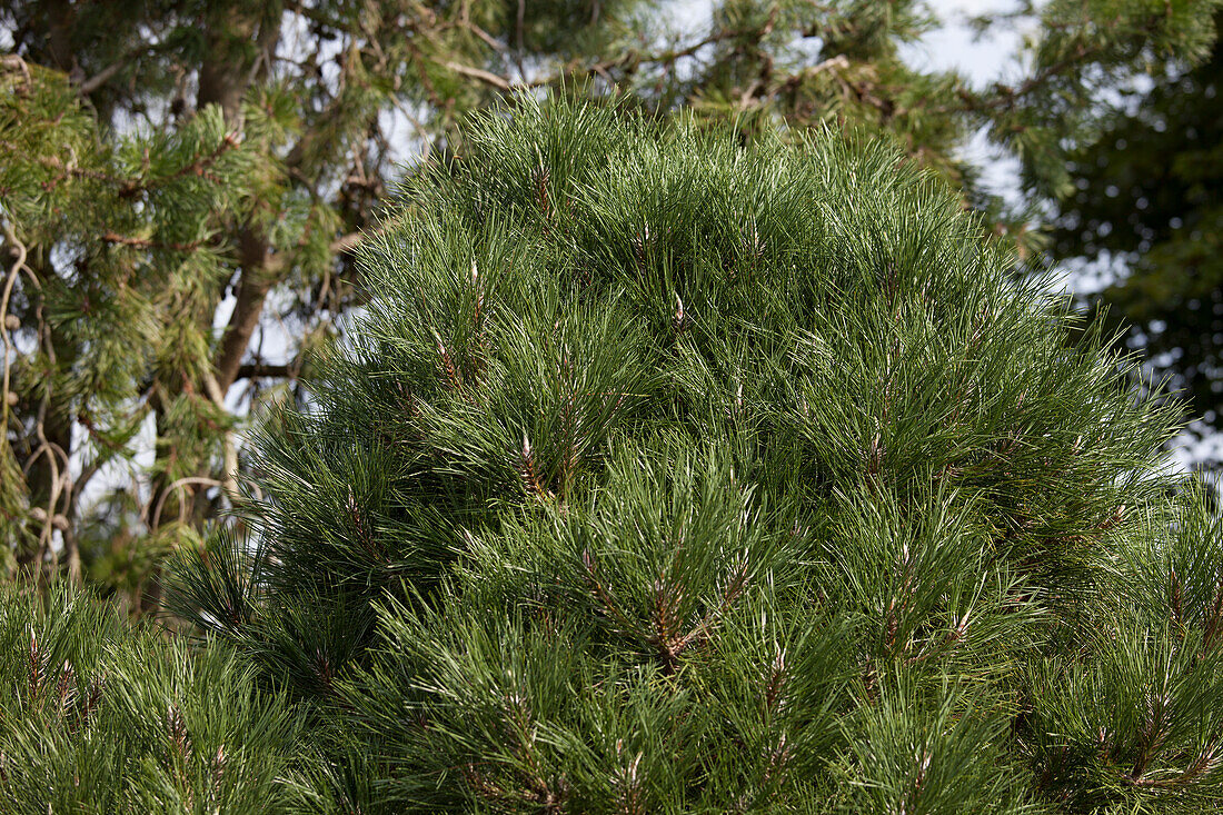 Pinus nigra 'Nana Wuerstle