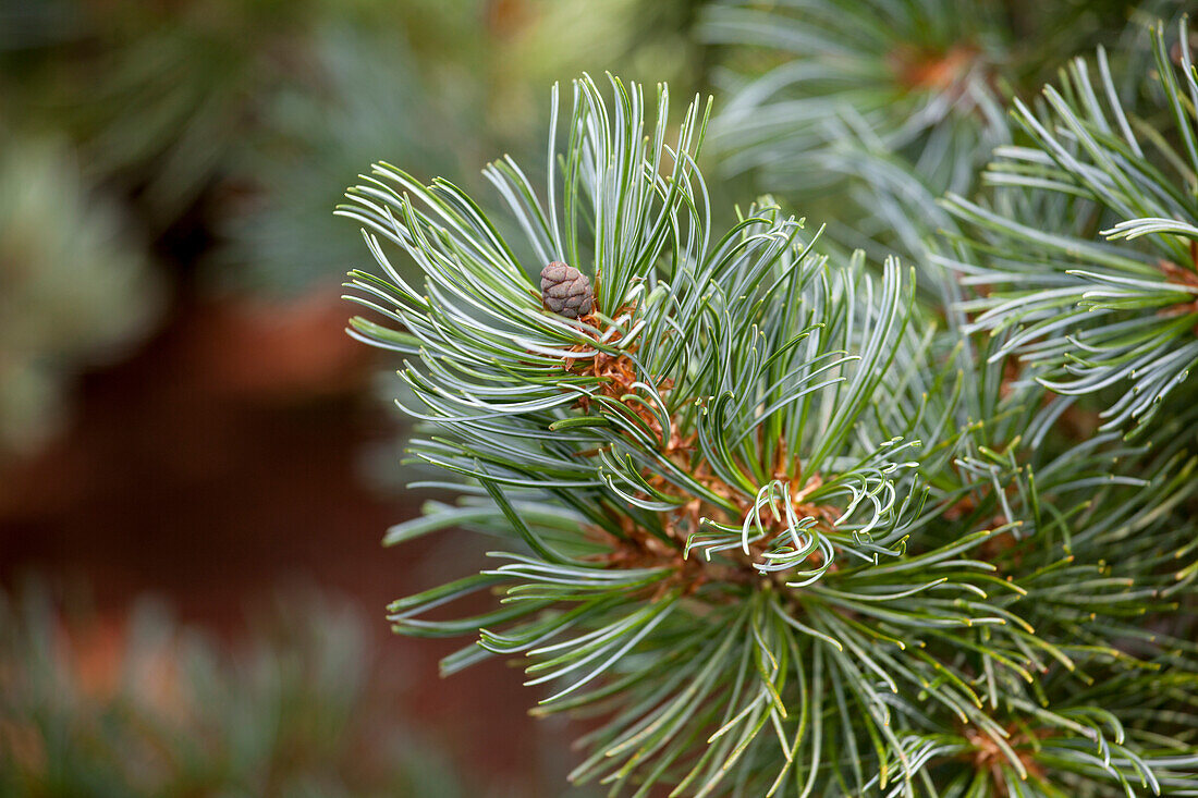 Pinus parviflora 'Blue Angel