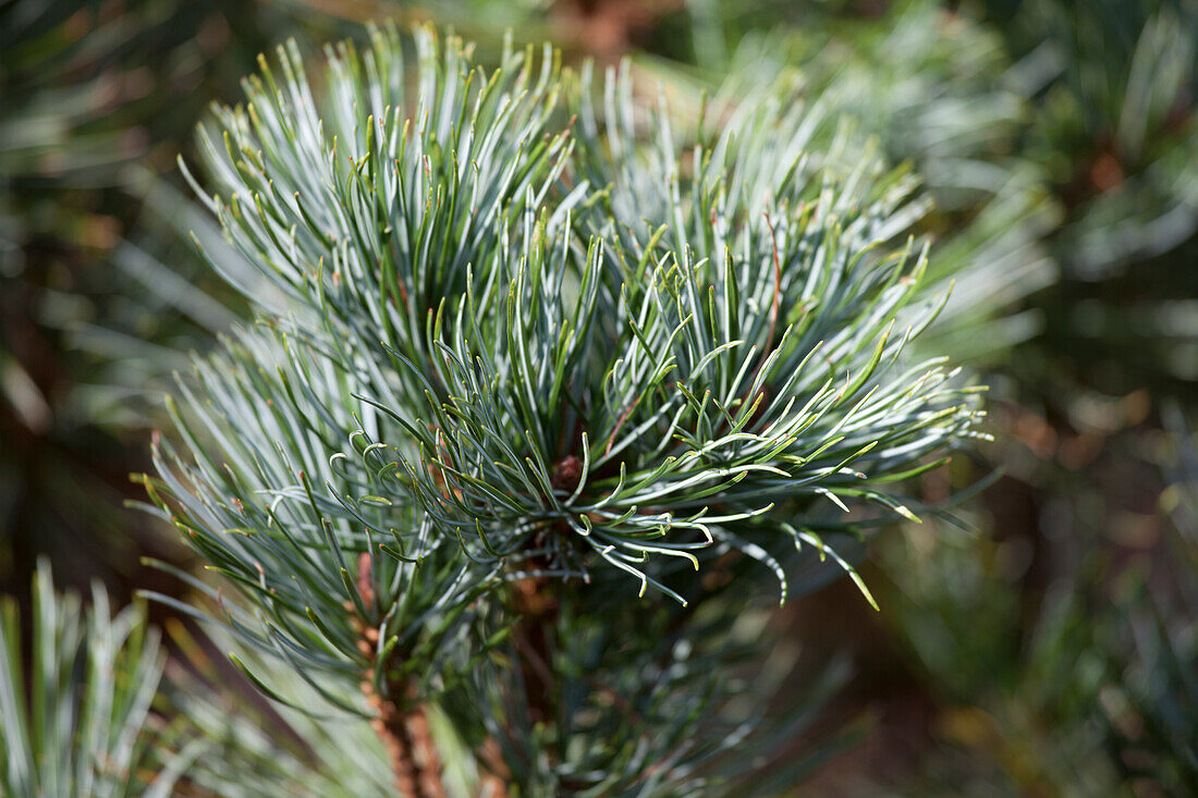 Pinus pumila 'Jeddeloh'