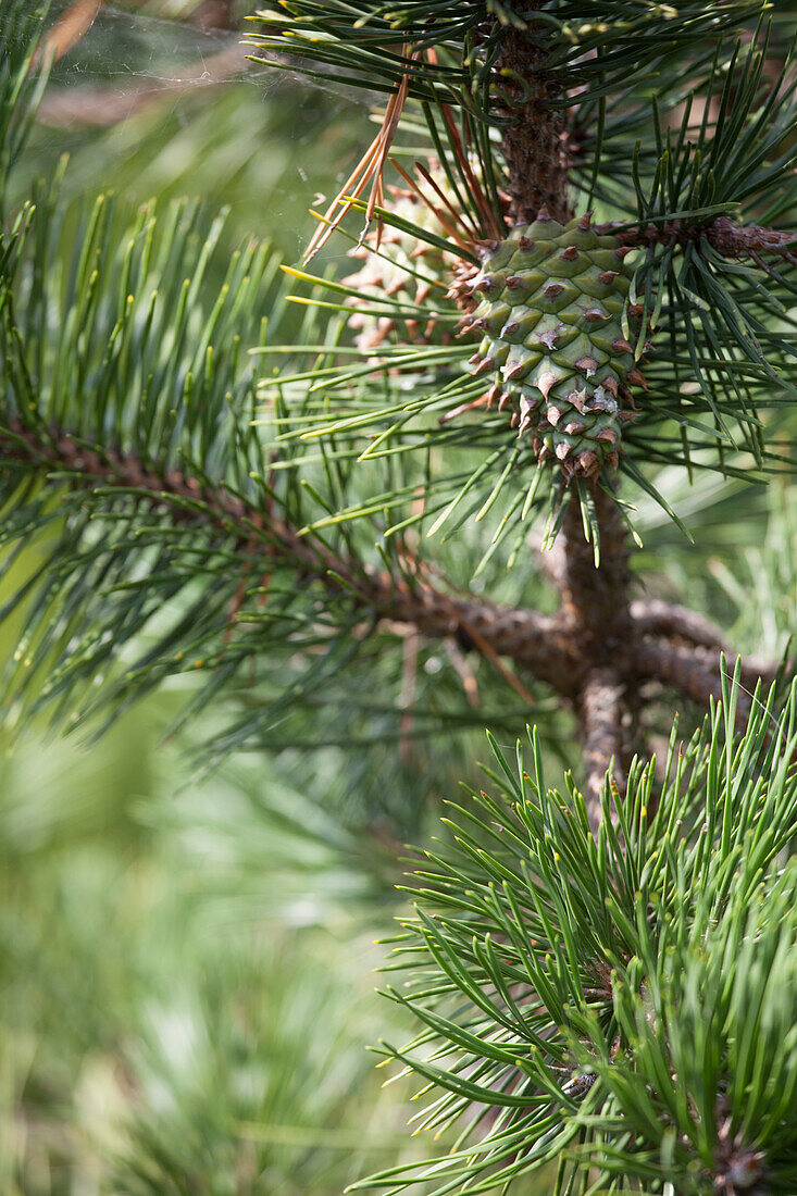 Pinus pungens