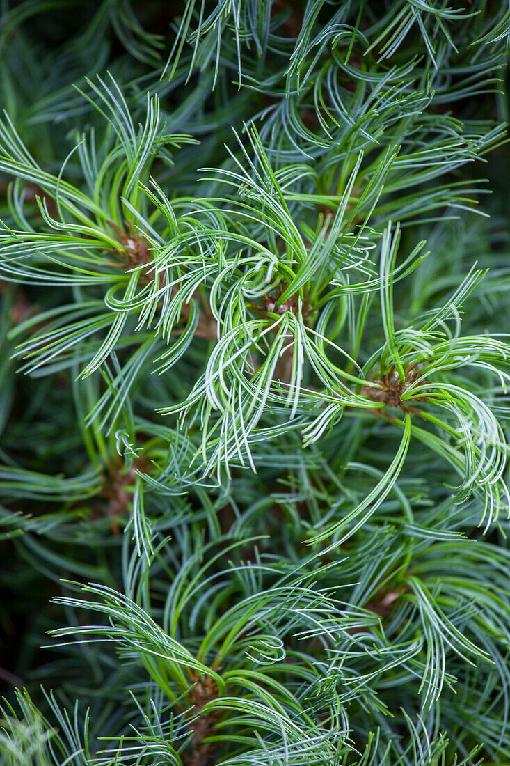 Pinus strobus 'Mini Twists'