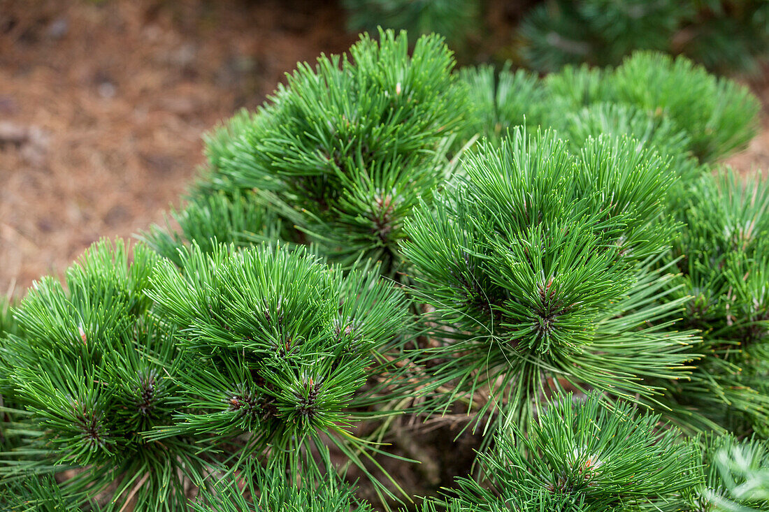 Pinus thunbergii 'Thunderhead'