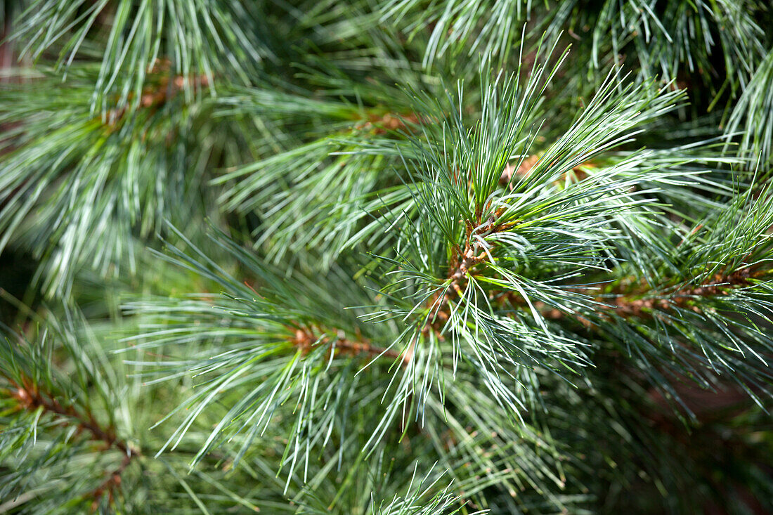 Pinus wallichiana 'Densa Hill'