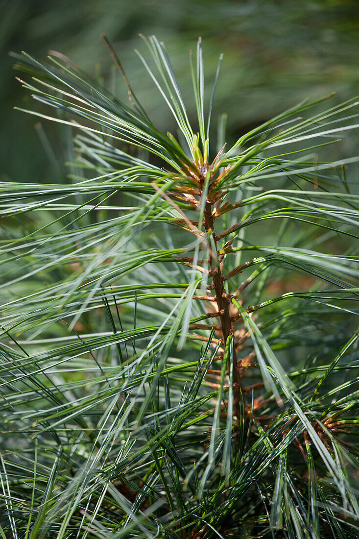 Pinus wallichiana 'Nana'