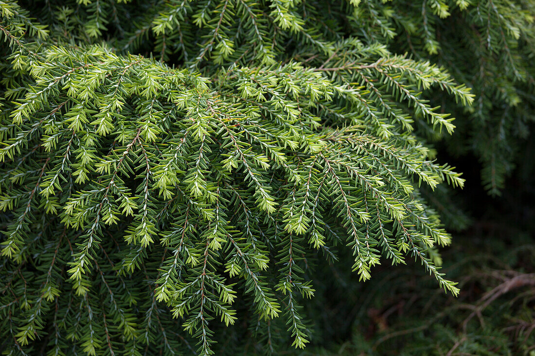 Tsuga canadensis 'Jeddeloh'