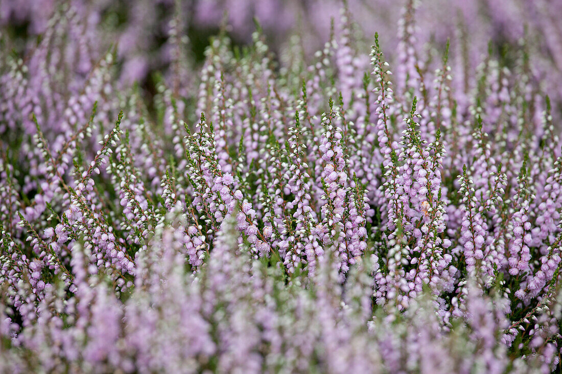 Erica carnea, stuffed