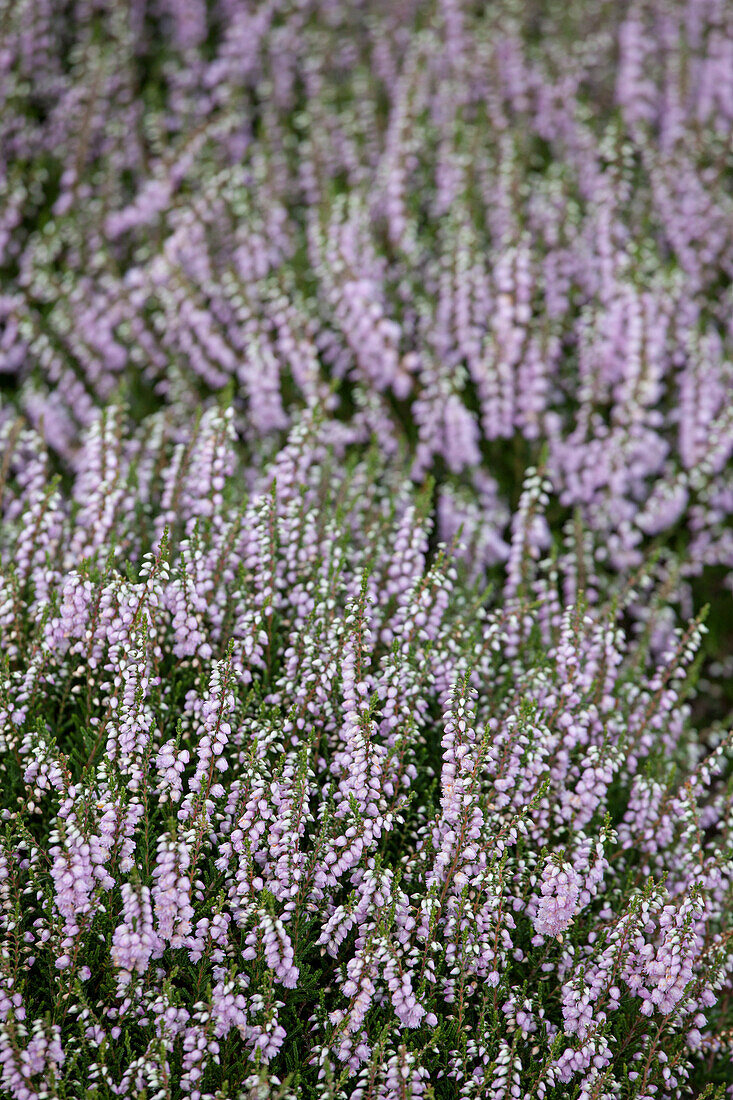 Erica carnea, pink