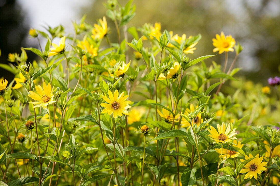 Heliopsis scabra