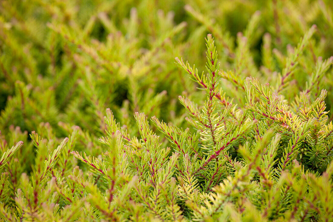 Erica carnea