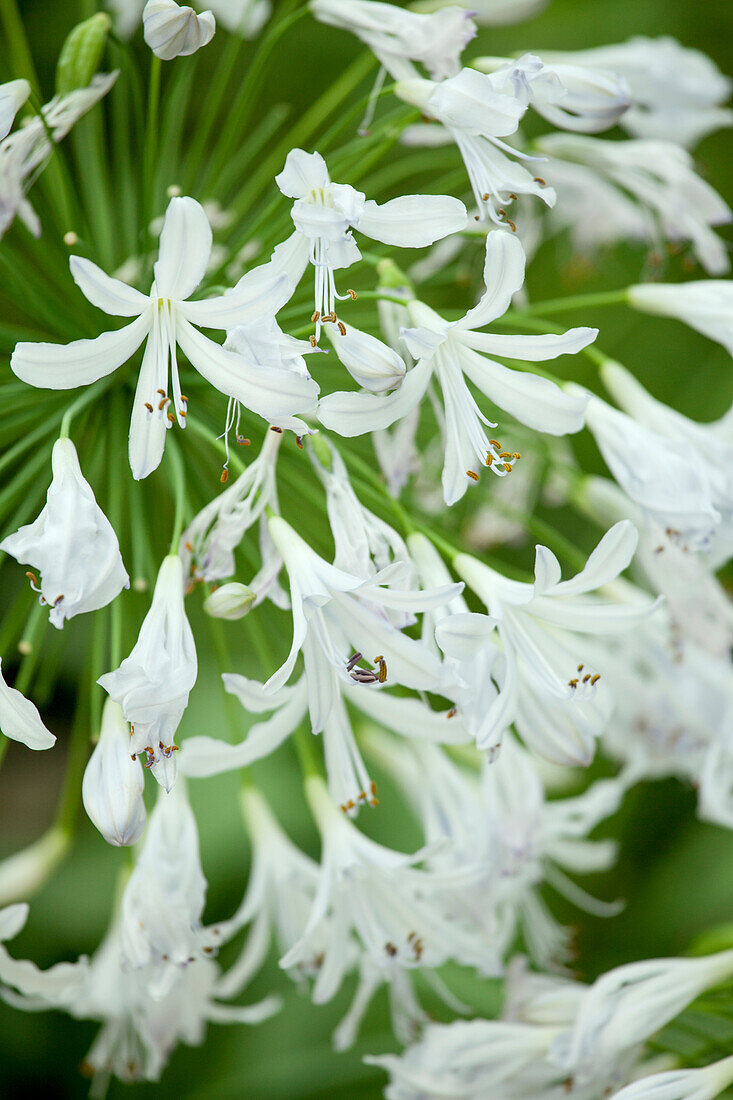 Agapanthus africanus, white