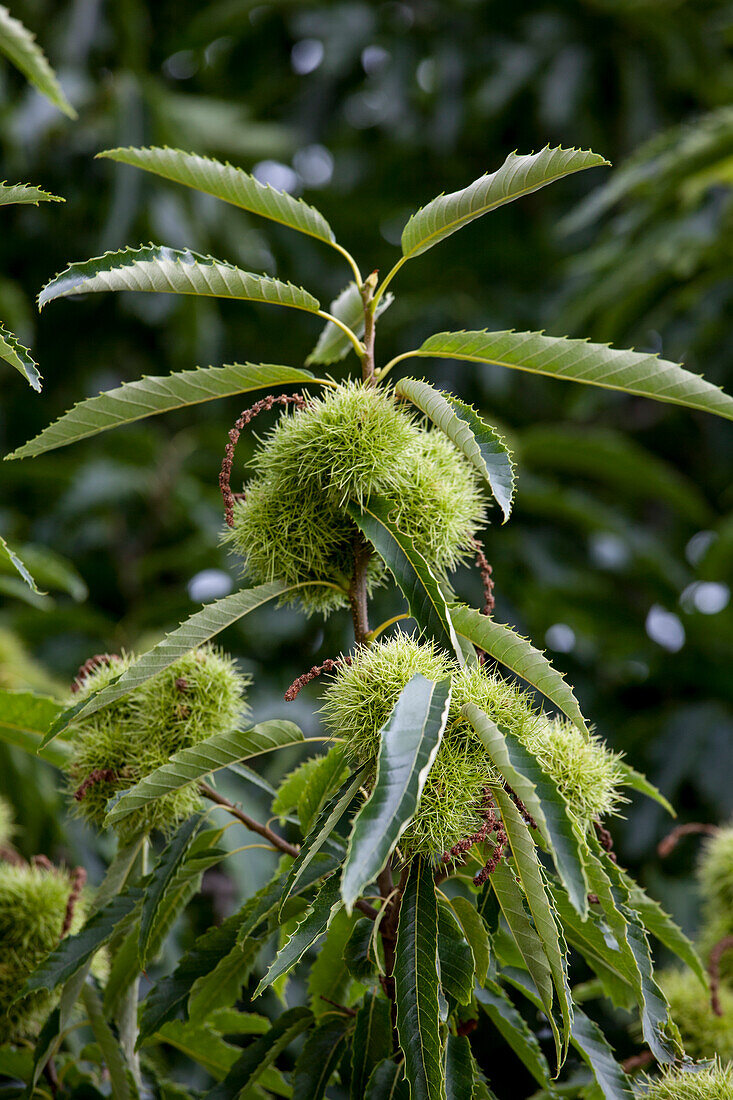 Castanea sativa