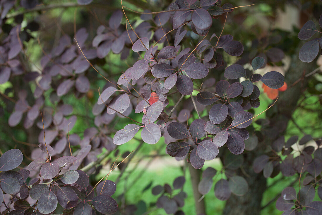 Cotinus coggygria 'Roayal Purple'