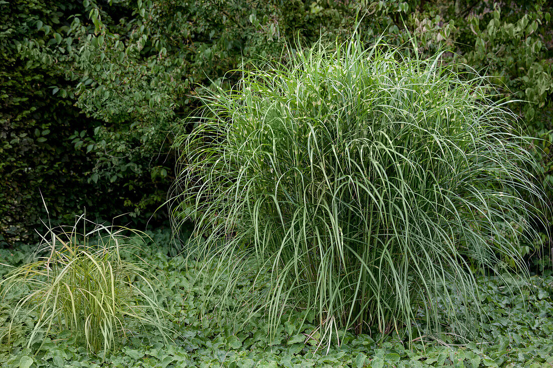 Miscanthus sinensis