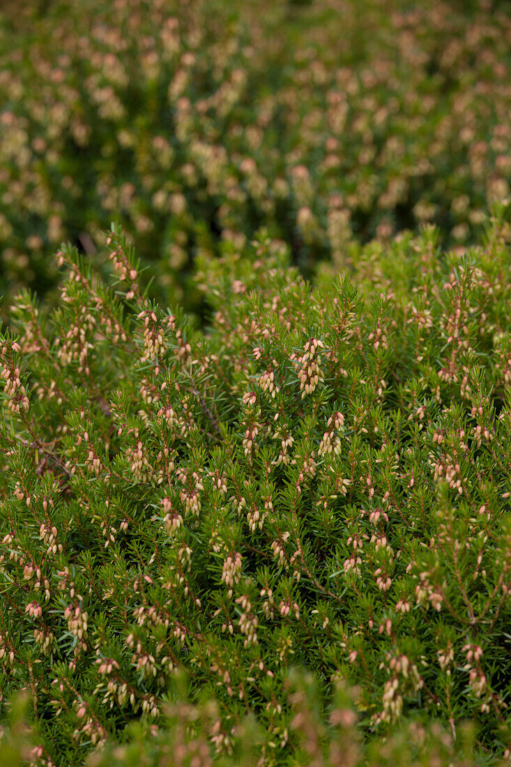 Erica carnea 'Del Rio'