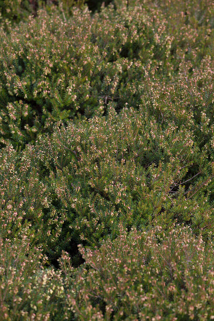 Erica carnea 'Mojave'