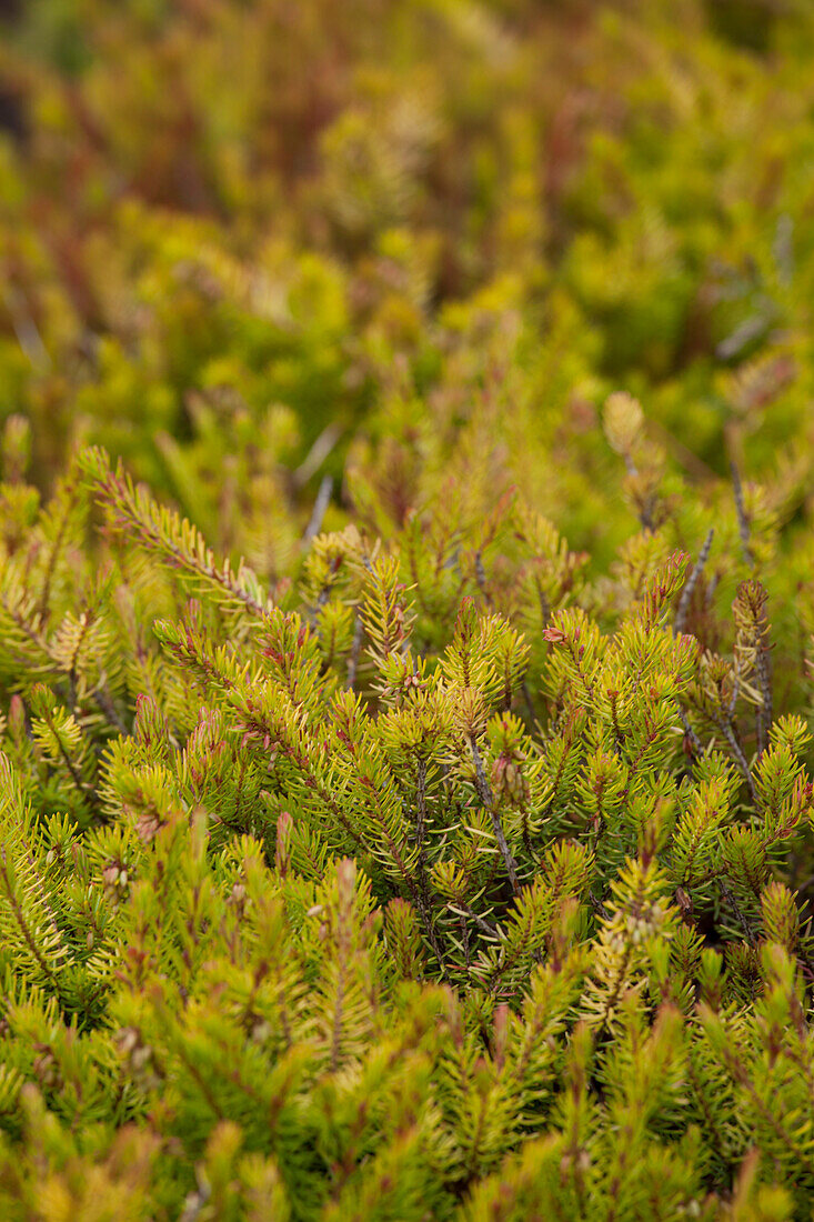 Erica carnea 'Nadja'