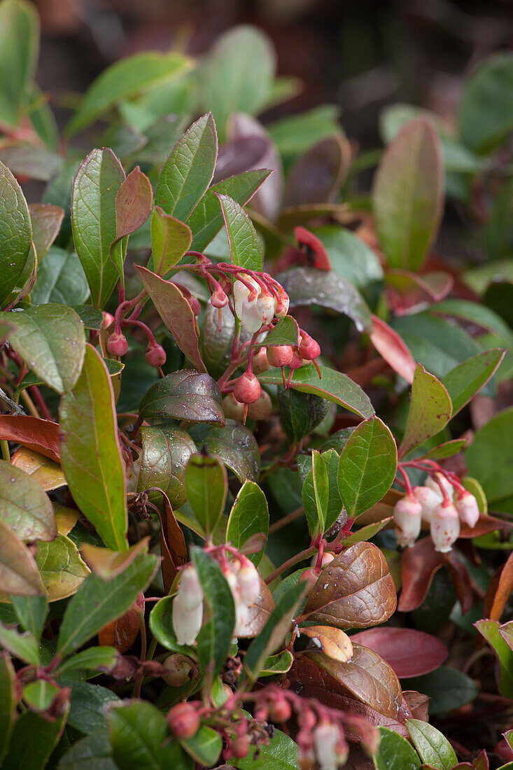 Gaultheria procumbens