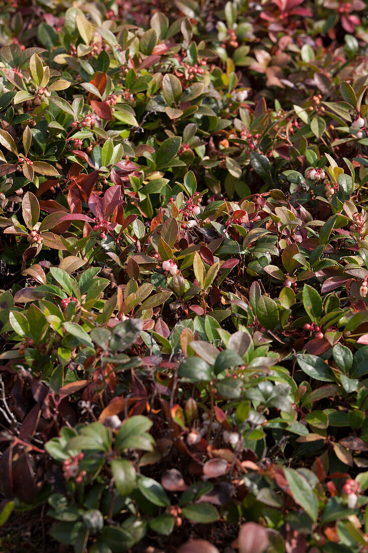 Gaultheria procumbens