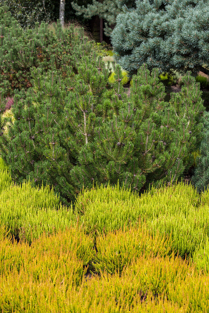 Pinus mugo