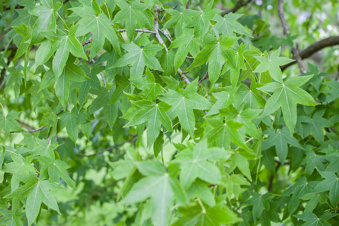 Liquidambar styraciflua